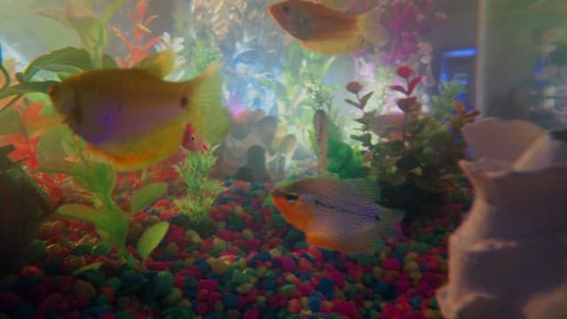 Aquarium 